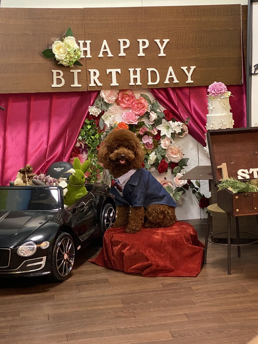 MochaChocotoyp's tweet photo. 1月3日はチョコの1歳の誕生日でした🎂
これからも元気いっぱい笑かしてくださいね🤣
誕生日おめでとう🎊
#トイプードル #トイプードル多頭飼い #トイプードル生活 #1さいのおたんじょうび #チョコ #FourMPET https://t.co/V2rwnRuRnG
