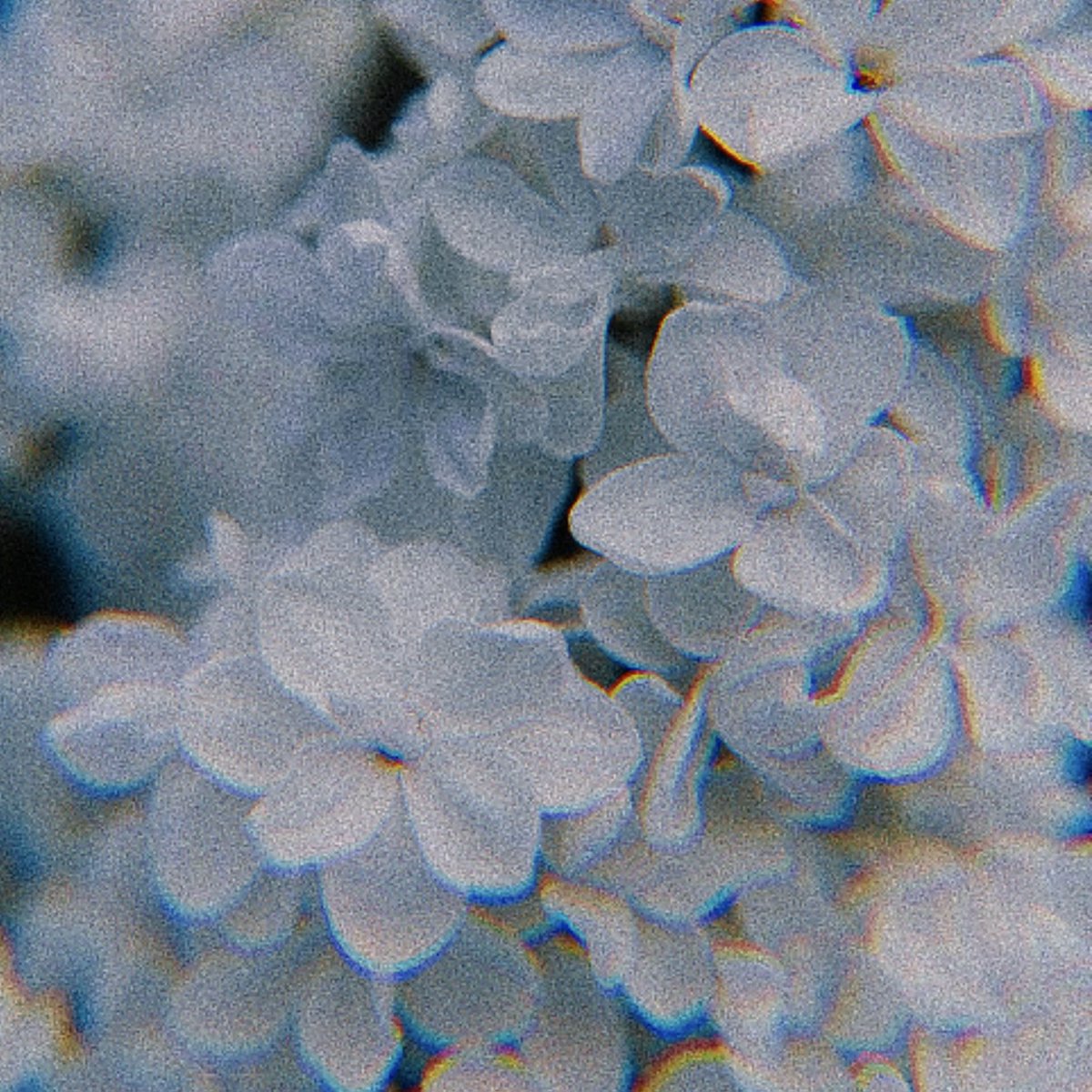 𝓣𝖍𝖆𝖙'𝖘 𝓱𝖔𝖜 𝔀𝖊 𝓪𝖗𝖊,
𝓛𝖆 𝓢𝖊𝖎𝖓𝖊 𝓪𝖓𝖉 𝓘.

𝐆𝐥𝐚𝐦𝐫𝐨𝐜𝐤 𝐂𝐚𝐞𝐥𝐚𝐧. 
𝐅𝐞𝐥𝐢𝐧𝐞. 
𝐆𝐞𝐧𝐝𝐞𝐫𝐟𝐥𝐮𝐢𝐝. 
𝐏𝐢𝐳𝐳𝐚 𝐏𝐥𝐞𝐱 𝐝𝐚𝐧𝐜𝐞𝐫.

[ temp pin ]