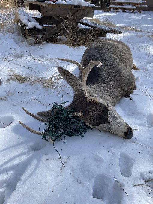 Deer With Christmas Lights In Antlers In Colorado Springs 2022 Buck Found With Christmas Lights On Antlers In Colorado | Lexington Herald  Leader
