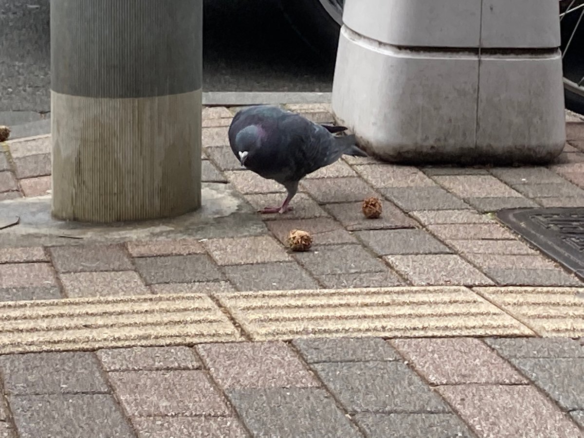 Follow_arai's tweet photo. 障がい者等級第四級相当のポッポなのだ https://t.co/WbUR77tNHp