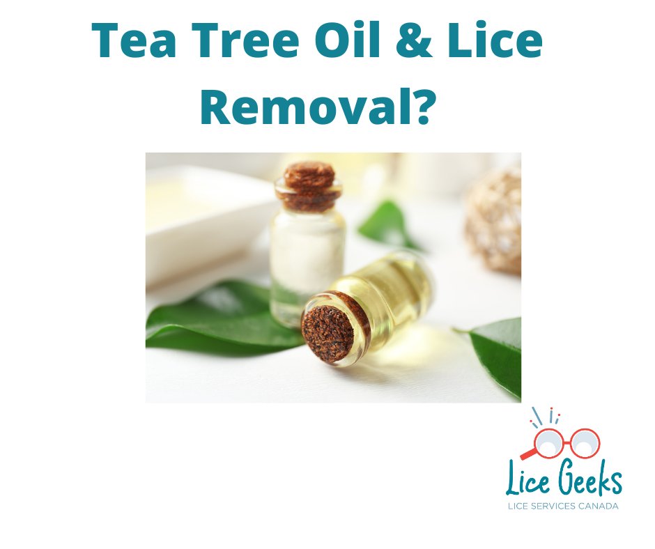 Can you use tea tree oil to remove lice?  Check out our blog for all the answers.  ow.ly/VwHg50DupCz #lice #ottawa #liceteatreeoil #licecomb #liceremoval