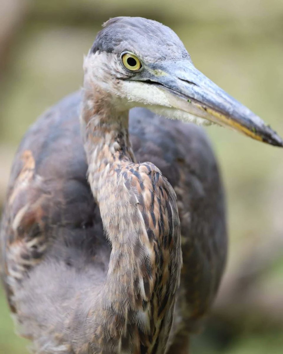 Angela Horvath tweet media