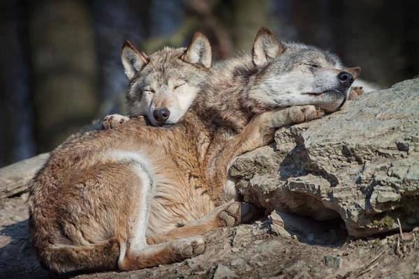 HourlyWolves presents: