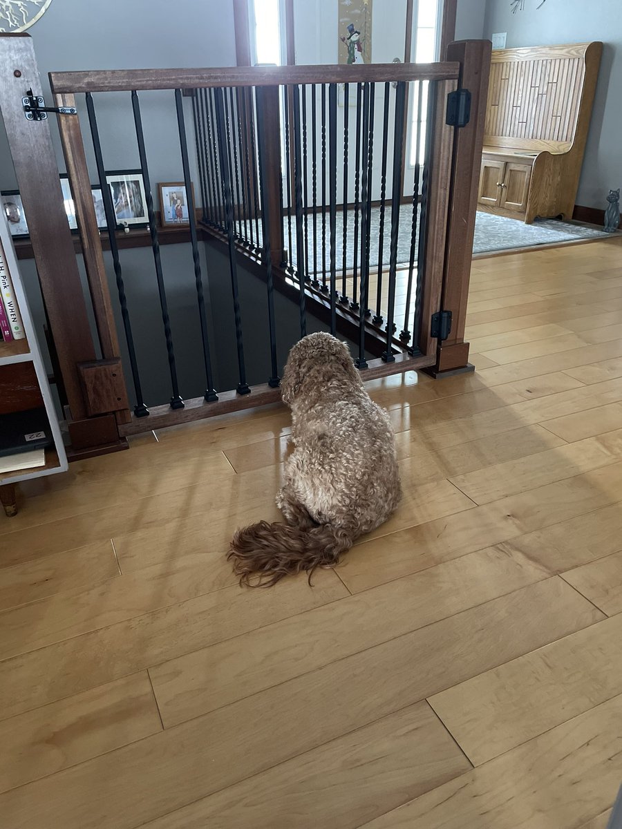 He wanted to join Dad on his Zoom meeting downstairs!!