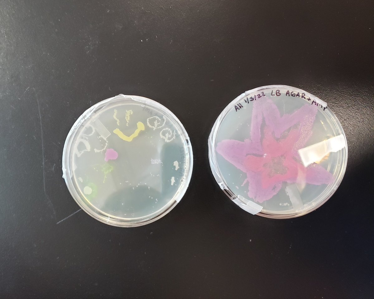 Painting with bacteria. Science + Art ❤