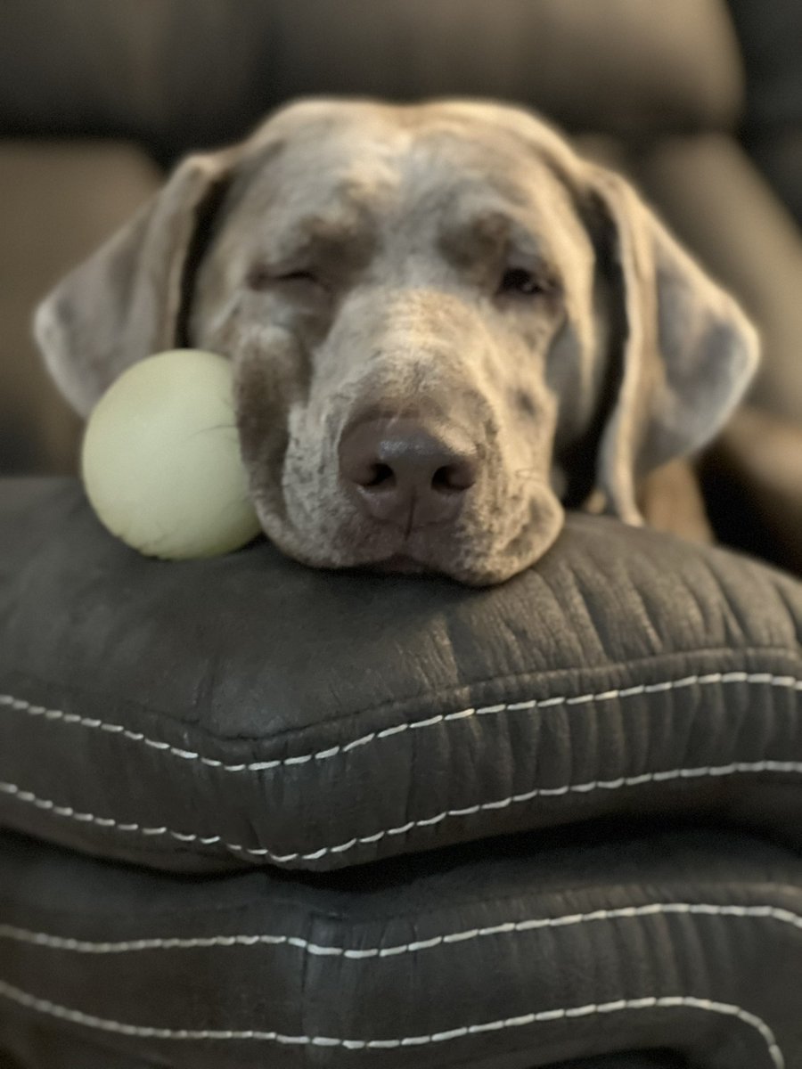 I’ve got my eye on you… don’t you take my ball… 🐾🐾 #DontLookUp #Yahoo #Warner #hattie #oneeyeopen #dogsoftwitter #dogsarelove #DogsAreFamily