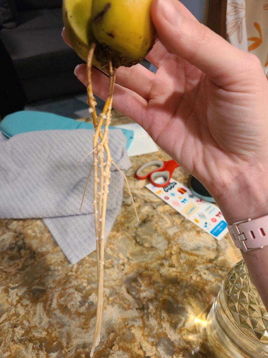 VBZafonte's tweet image. In other news, I have successfully gotten an avocado pit to sprout roots 🥑

Hopefully I can get it to grow a stem   🌱 #COVIDProjects