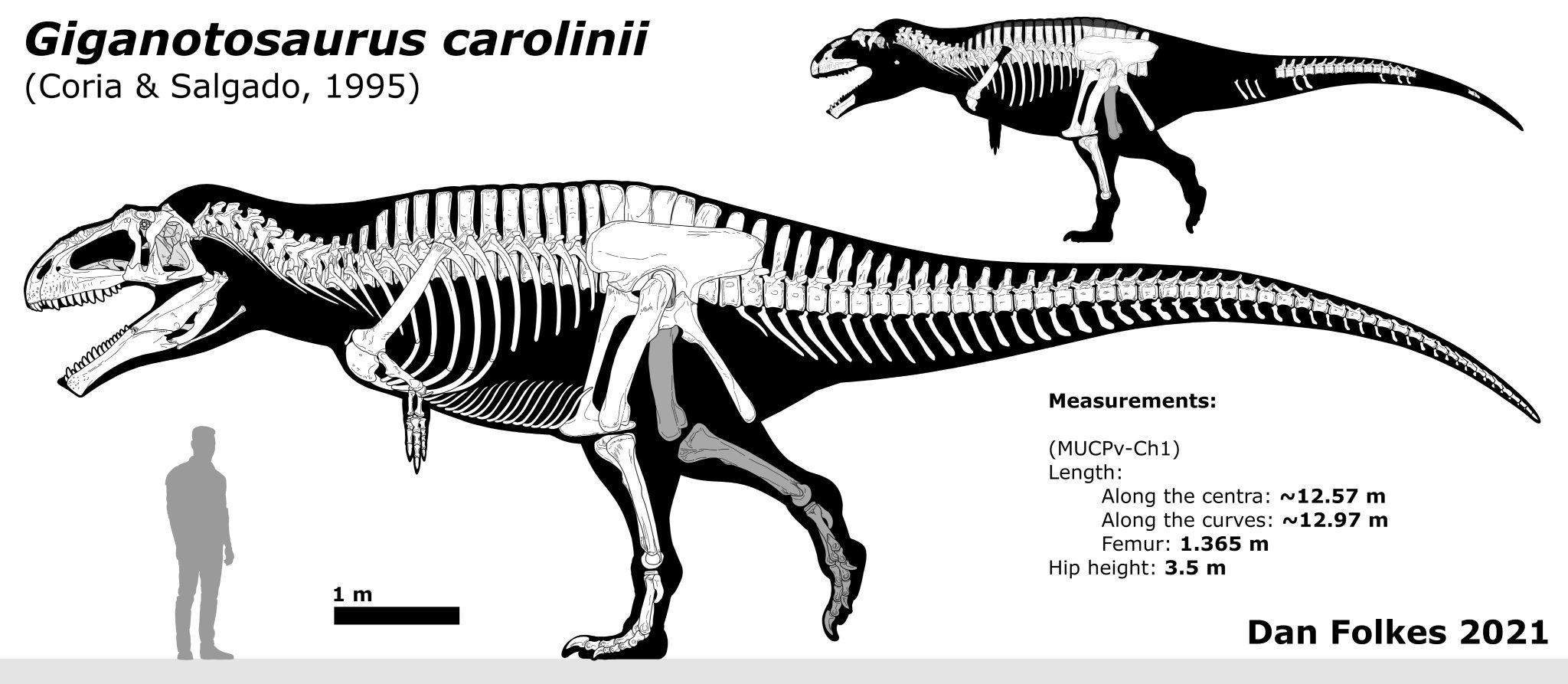 Giganotosaurus Skeleton Diagram My Xxx Hot Girl
