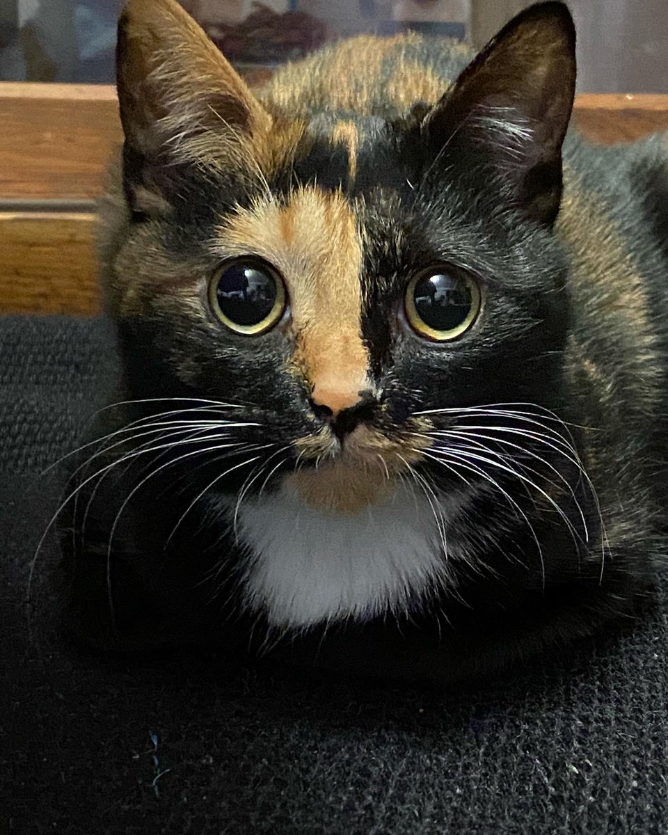 oreore40's tweet photo. うちの猫
額にNIKEのマーク
#NIKE 
#保護猫 https://t.co/Qk46Qxr2Oq
