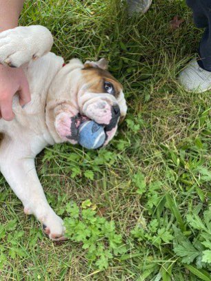 SCFA16's tweet image. Scruggs is an adorable Bull Dog waiting for his forever family.  Visit hi@ at The Franklin Township Animal  shelter, Somerset NJ #AdoptDontShop #Bulldog #RESCUE #Wednesday #WednesdayMotivation #adorable #cute #adoptme #rescuedog #sweet