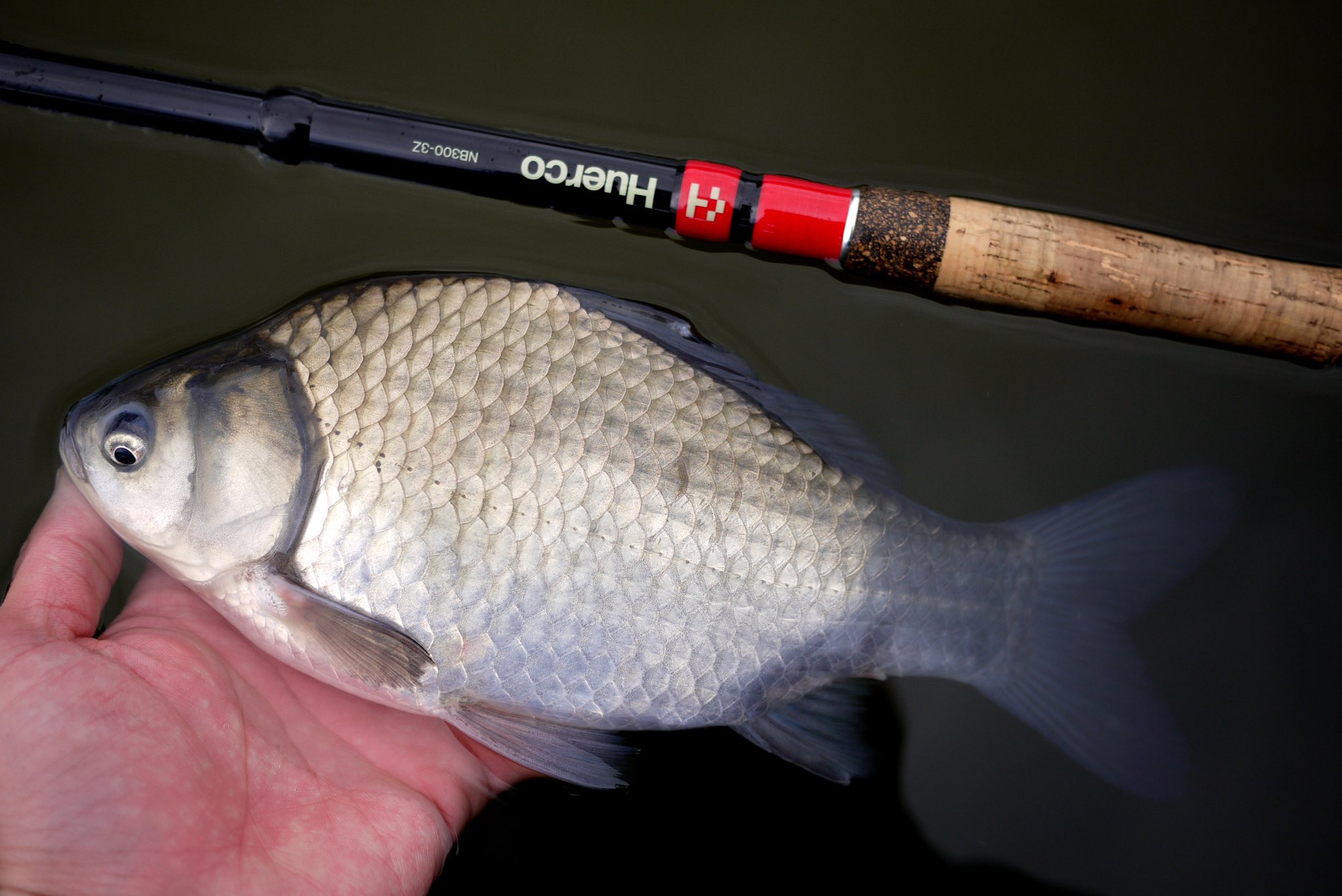 تويتر ペスカトーレ中西 على تويتر 22年 初釣りはこの魚から 一投目で綺麗に浮子が消し込み 今日はもろたで って調子のったところで 沈黙 極寒 ゆる く遊ぶつもりが修行みたいな展開になってしもた 何はともあれ 今年も宜しくお願い致します