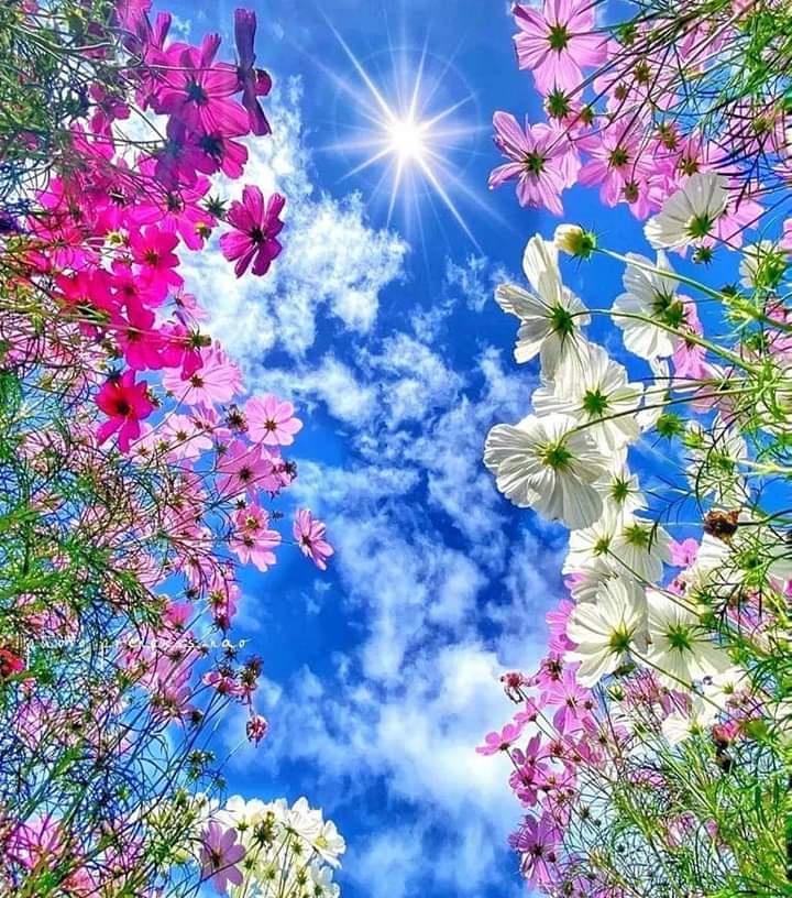 VieNatureSavoir's tweet photo. Good morning ❤🌾💜🌾❤🌾💚 https://t.co/uYmU7L4dow