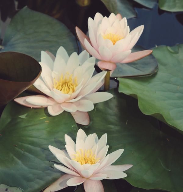 mingyicomehome's tweet photo. 🌸 เวิ่น short fic #ฮวาเหลียน AU ไทยพีเรียด 

‘ กลิ่นหอมกรุ่นมัลลิกาลอยโชยสุดขอบแม่น้ำย่านอโยธยา หากแต่มิพบบุคคลผู้ที่ถูกร่ำลือว่าเป็นหญิงสาวที่สวยหยดย้อยประดุจเม็ดพลอยแห่งอโยธยาผู้เป็นเจ้าของ ? 

หารู้ไม่เป็นเพียงบุรุษค้าขายดอกบัวตมใต้สระ 

( ต่อในเมนชั่น ) https://t.co/8X8jGmM7hR