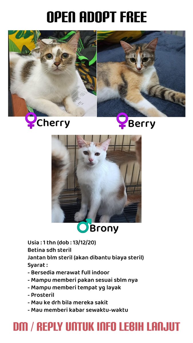 ibukoceng's tweet photo. ADOPT DON'T SHOP!
Haloo cat lovers malang.
Dicari calon adopter domisili malang raya yaaa
- Kakak beradik Miko dan Black usia 5bln dan jantan
- Kakak beradik Cherry, Berry, dan Brony usia 1 thn
Lokasi : MALANG KOTA
Lgsg ketuk DM jika serius dan minat 😊😻
@infomalang @rumahichi https://t.co/J5Rh6UYh2i