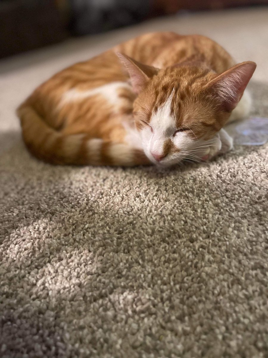 Foster Pet Outreach tweet media