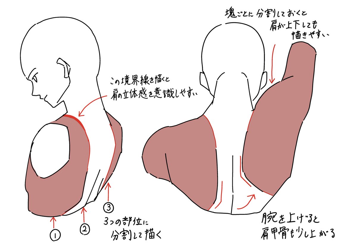 背中を部位ごとに3分割しておくと、ポーズが変わっても描きやすいです。 