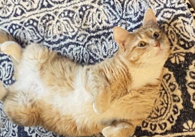 An orange cat laying on his back with his body curved upward on each end. He has a perky expression and his front paws are held upward in a stereotypical “bunny” position