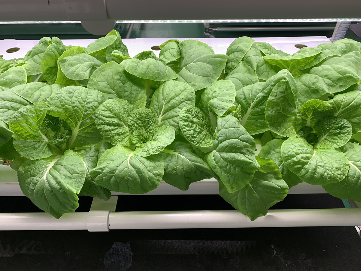 ポケファ 何処でもできる水耕栽培 ミニ白菜がぐんぐん伸びてきました もうすぐ収穫です 鍋にピッタリです 白菜 水耕栽培 農業 企業公式相互フォロー 野菜 何処でもできる室内農園 T Co Qxsyehstoj Twitter