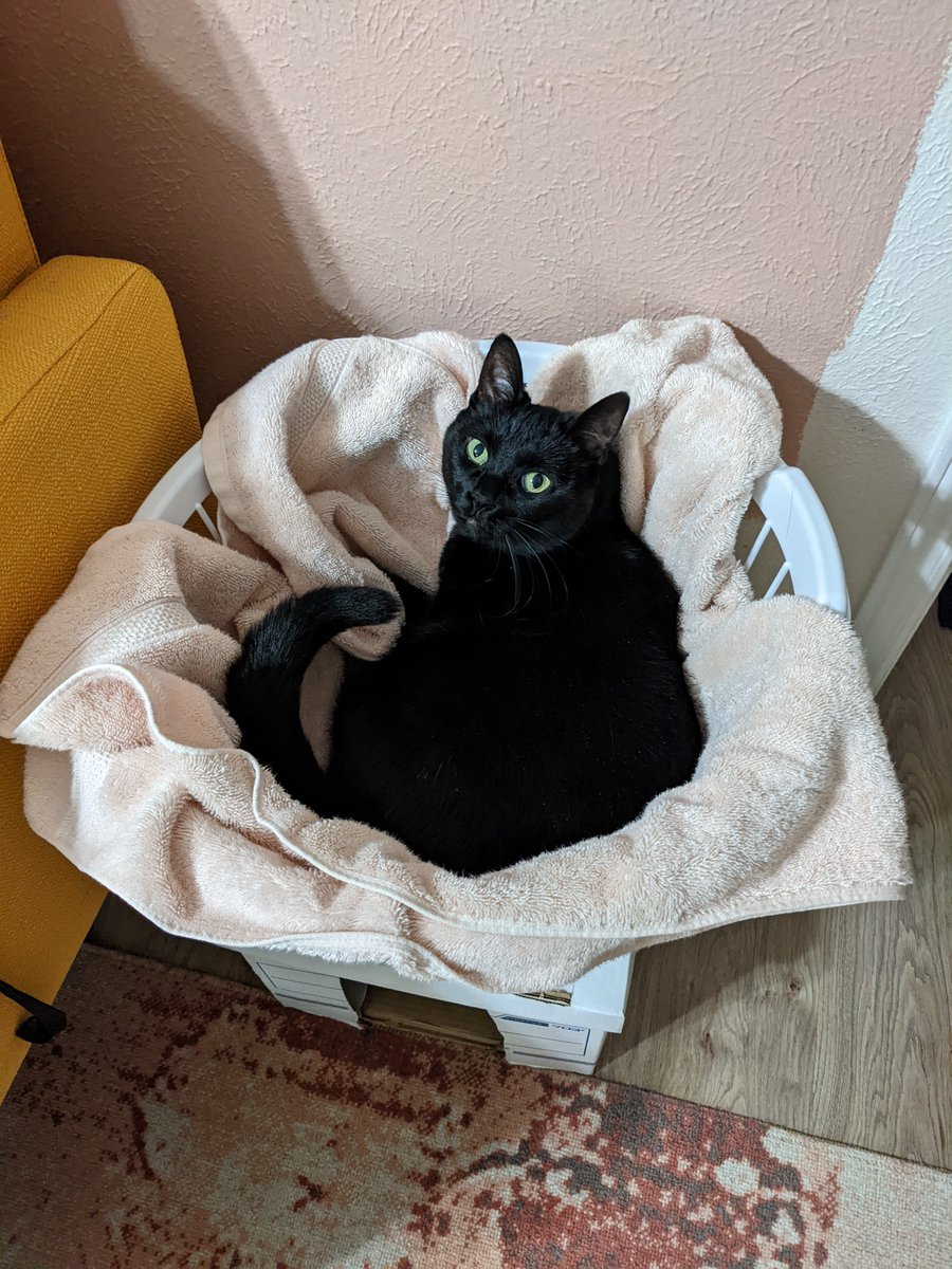 annagramx's tweet photo. @thesarahkelly My cat turned my laundry basket into her next bed https://t.co/KK9leRMEbx