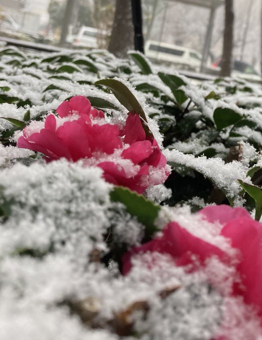 雪すごっ！ 植物やらにそこそこ積もってる https://t.co/YJycikCk1W