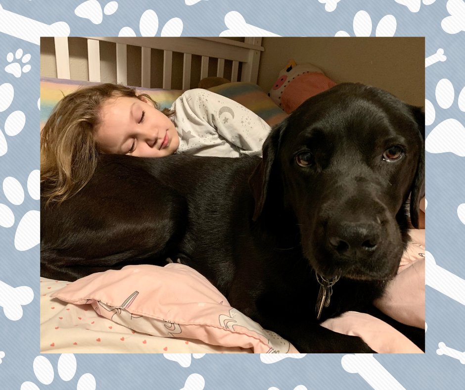 Who doesn't love a good cuddle? On this #NationalCuddleUpDay, EAC Blue and his favorite human, Eva, know how it's done! Cuddling helps release Oxytocin, which can reduce pain and relieve stress. Cuddle up!
#earlyalertcanines #t1d #servicedog #diabeticalertdog #diabetes