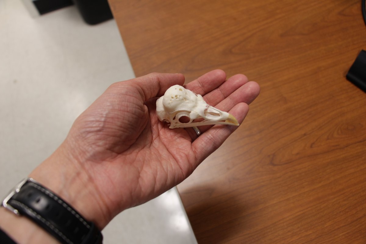 Watanabe Lab @ New York Tech tweet media