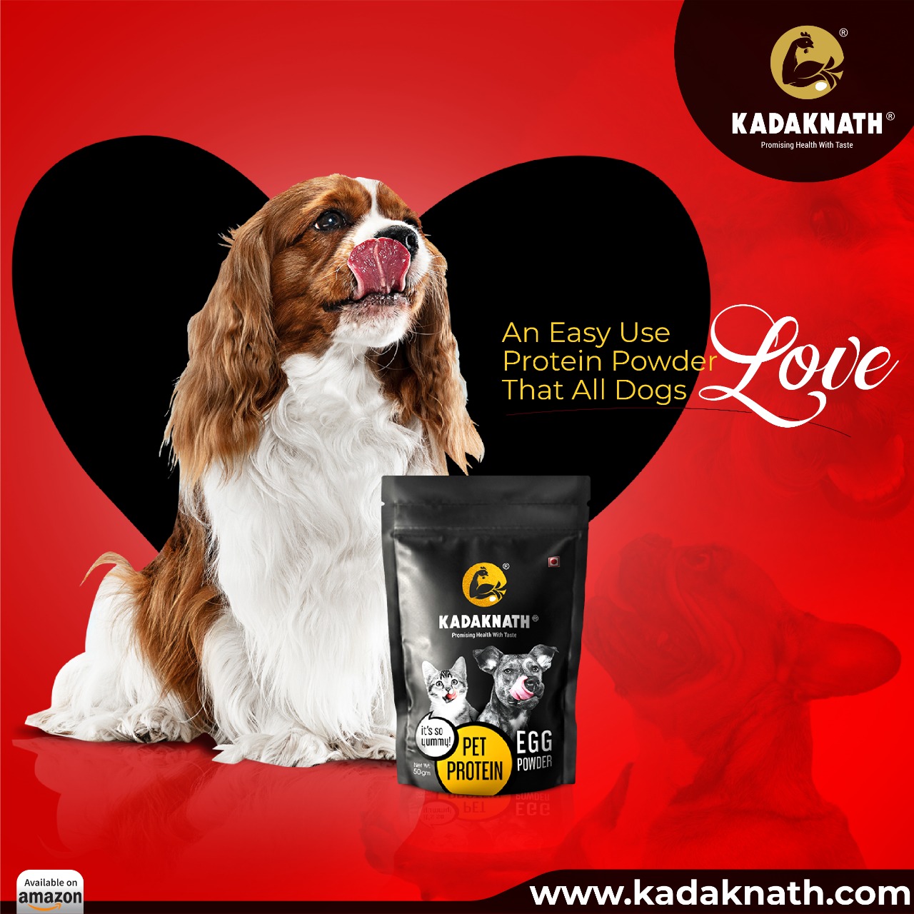 Is Protein Powder Ok For Dogs