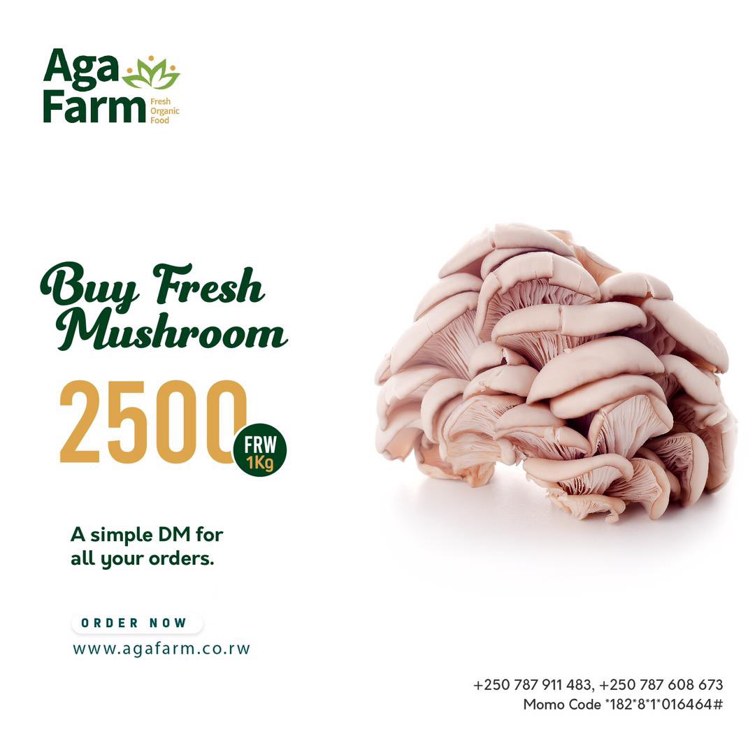 Twandikire cyangwa uduhamagare ku izo numero 👇🏾tukugezeho ibihumyo byiza Kandi bigisarurwa (Fresh mushrooms) aho uri hose muri Kigali. 

#EatHealthy, eat #FreshMushrooms from #Agafarm