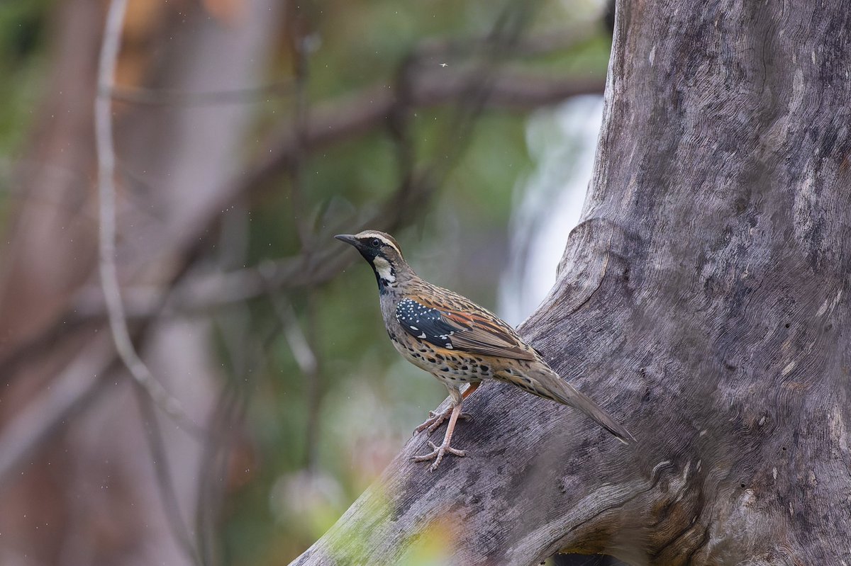 Finally caught up with a bogey bird along Kings Tableland rd in the Blue Mountains today. Managed to snap a photo and all!

Spotted Quail-thrush #WildOz