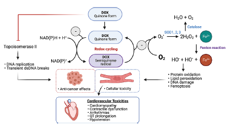 Outstanding SINGLE-author review on hypoxia signaling &amp; O2 metabolism in cardio-oncology by <a href="/SarnoffCardio/">Sarnoff Foundation</a> <a href="/kaelin_lab/">KaelinLab</a> alumnus &amp; new faculty member at <a href="/UCSFCardiology/">UCSF Cardiology</a> Dr. Alan Baik! Proud to be working w/ "AB" at <a href="/UCSF/">UC San Francisco</a> Section of #CardioOnc &amp; Immunology! jmcc-online.com/article/S0022-…