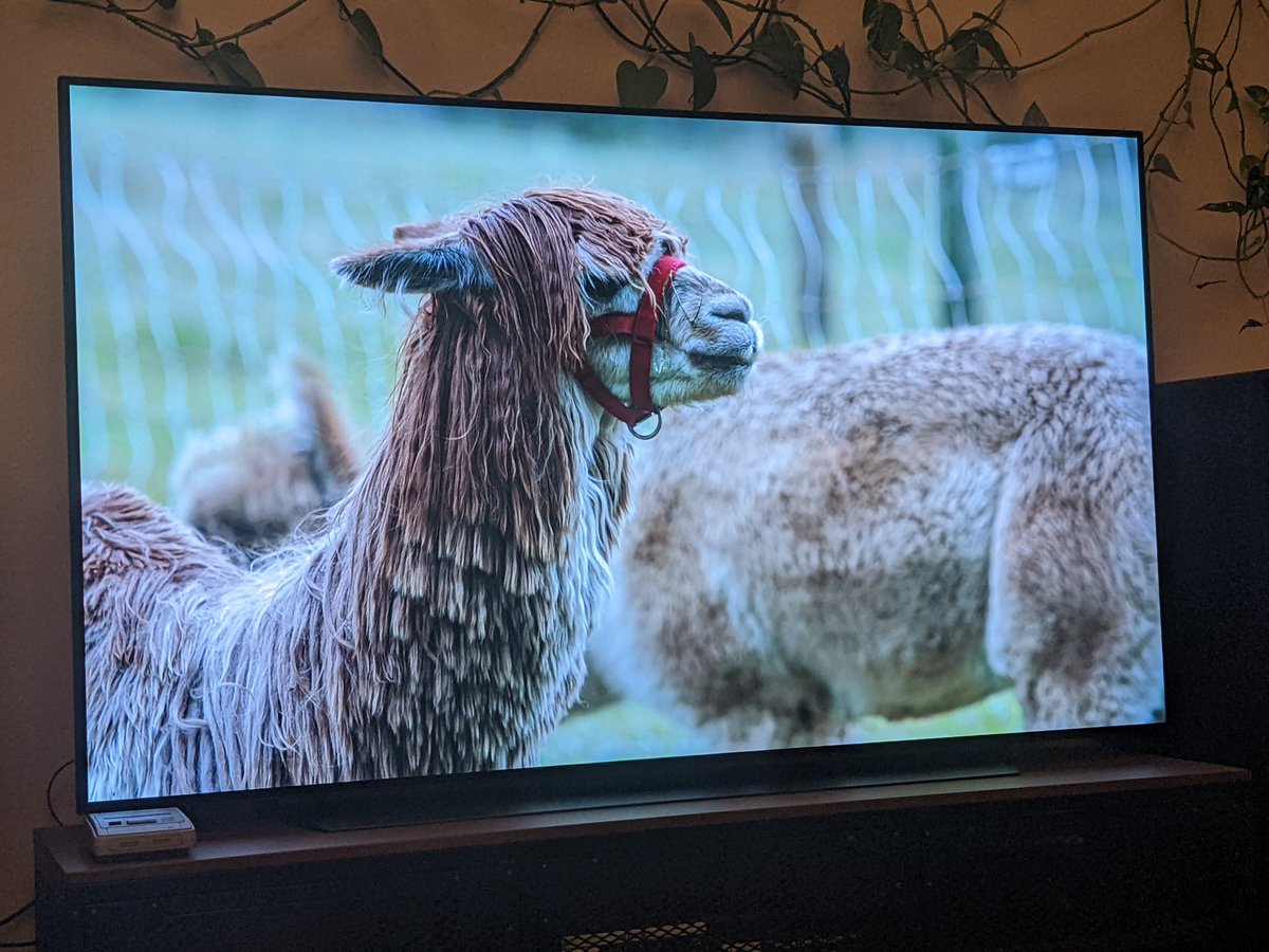 Phialotl's tweet photo. Sätze die es in jedem Film geben sollte:
"Wir müssen uns die Alpakas ansehen, bevor sie einschlafen." https://t.co/1mSU5UMFbV