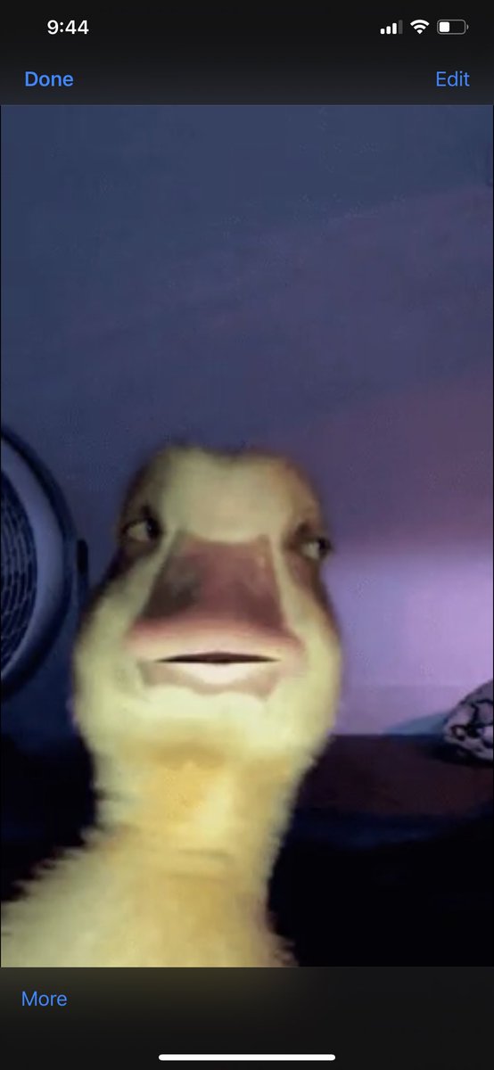 Portland Chive tweet media