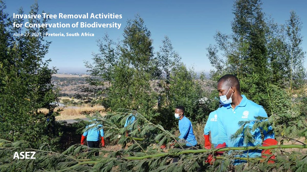 asezglobal's tweet photo. An invasive species disrupts the biological balance of the ecosystem and can lead to the collapse of biodiversity and various disasters.
How would it be if you turn your attention to conserving the biodiversity of your region?

#ASEZ #Invasive_Tree_Removal #Biodiversity https://t.co/0hs6PJMFQx