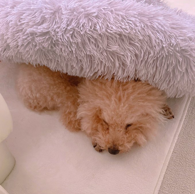 寒すぎてまた自分のベッドの下に潜ってるw https://t.co/MelEYlfLRK<a href="/tag/hulu"class="tags"><span>#hulu</span></a><a href="/tag/%E5%8D%83%E3%81%A8%E5%8D%83%E5%B0%8B%E3%81%AE%E7%A5%9E%E9%9A%A0%E3%81%97"class="tags"><span>#千と千尋の神隠し</span></a><a href="/tag/%E4%B8%8A%E7%99%BD%E7%9F%B3%E8%90%8C%E9%9F%B3"class="tags"><span>#上白石萌音</span></a>