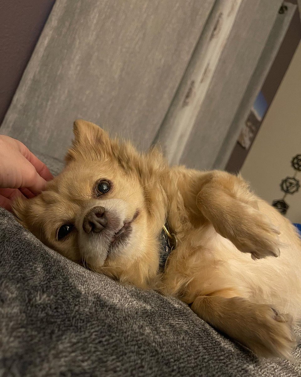 MFrightmare's tweet photo. Tonight I said goodbye to my very best friend and constant companion. Gizmo was not only my bestest boy but showed me a love that only him and I understood. My heart breaks so hard tonight. I will miss you more than words can say my little buddy. https://t.co/eS6ByaWsg3