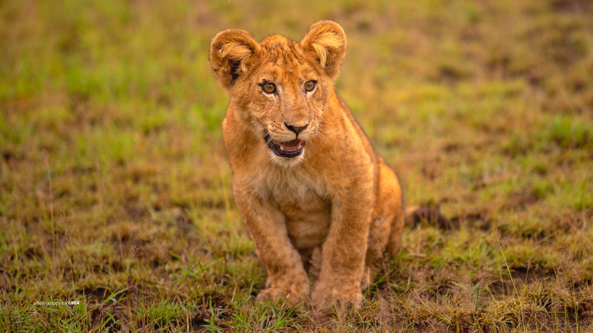 ugwildlife's tweet photo. The human spirit needs places where #nature is undisturbed. Experience golden hour twice a day in the most spectacular way when you visit #Uganda’s national parks this year. #Safari Tip: Leave the safari lodge early enough so the wild action finds you on the game drive tracks. https://t.co/NtsSJytlEL