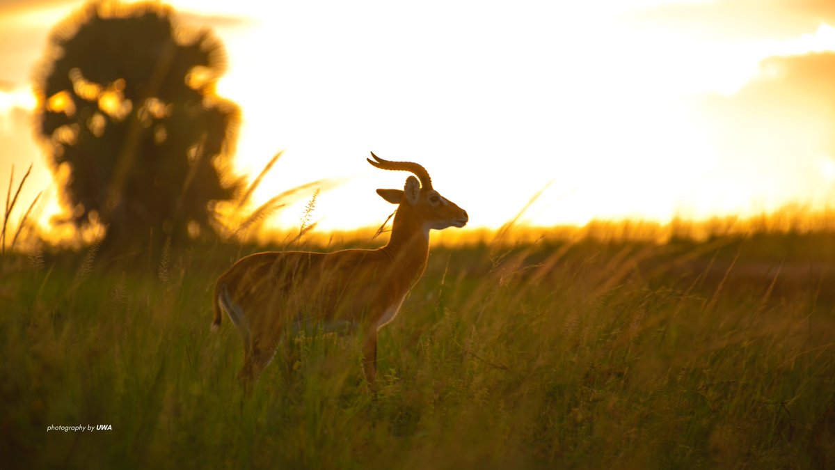 ugwildlife's tweet photo. The human spirit needs places where #nature is undisturbed. Experience golden hour twice a day in the most spectacular way when you visit #Uganda’s national parks this year. #Safari Tip: Leave the safari lodge early enough so the wild action finds you on the game drive tracks. https://t.co/NtsSJytlEL