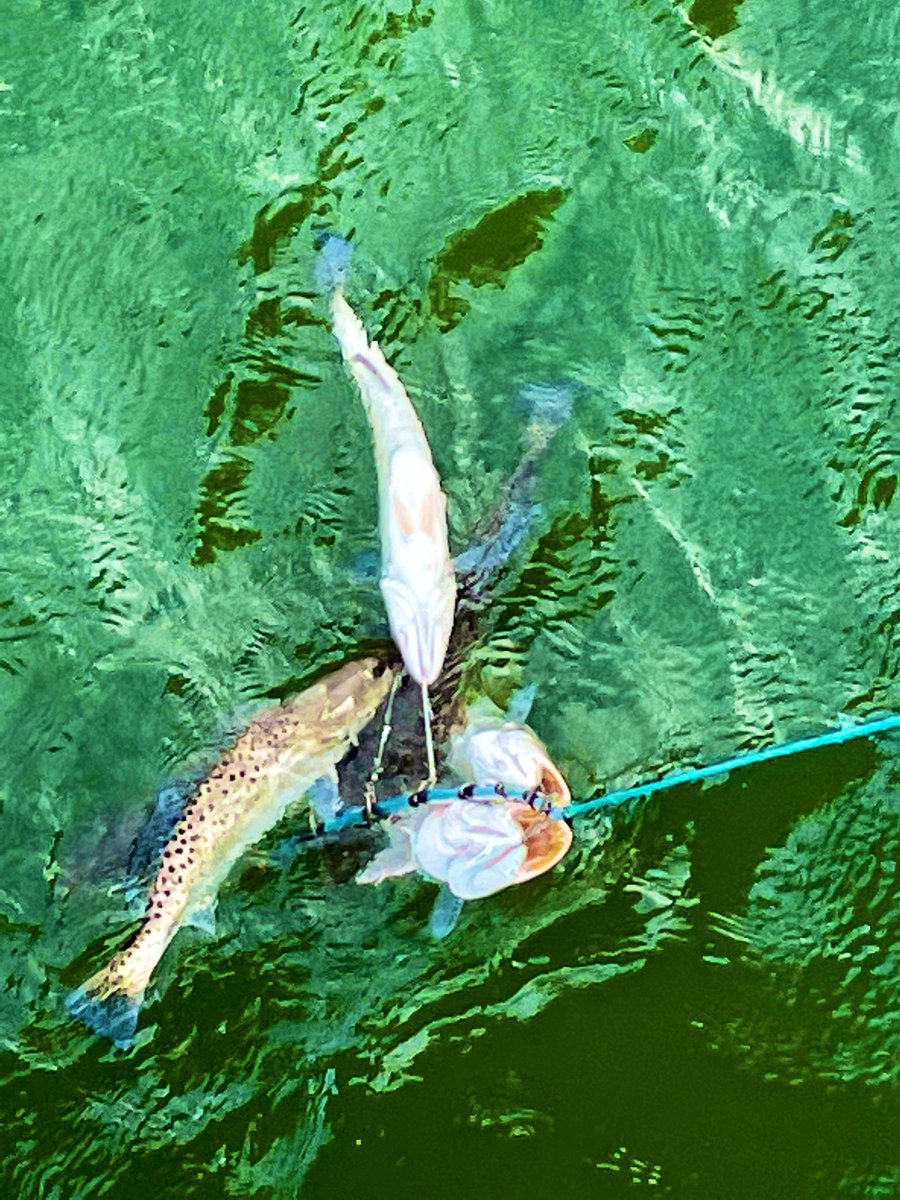 fishing_va's tweet image. #epic #5cast #5fish #spottedseatrout #yorktown @fishing_va