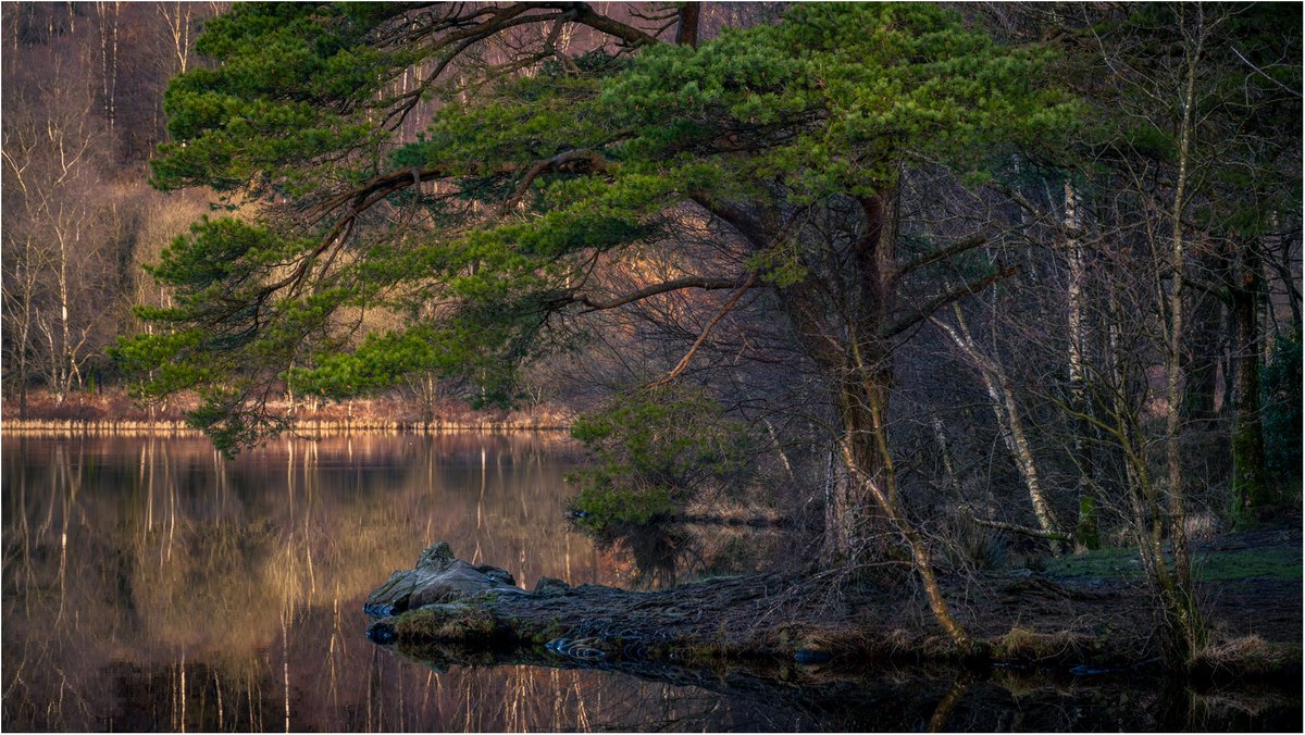 Overhanging pine