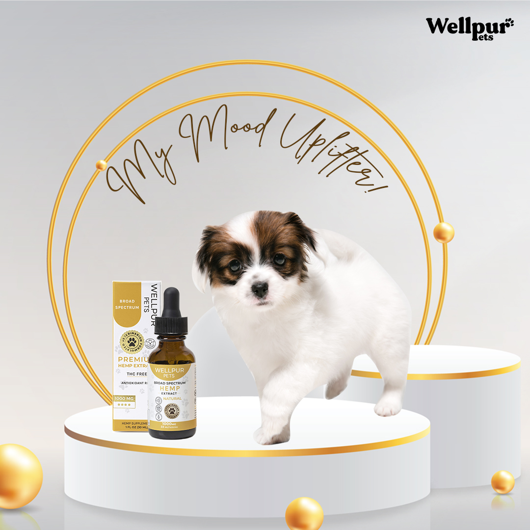 WellPUR Pet CBD oil extract is my mood uplifter!

#cbdoilforpets #cbdoilfordogs #cbdoilforsale #cbdoilproducts #cbdoilbenefits #cbdoilsolutions #wellpurpets #hemptincture