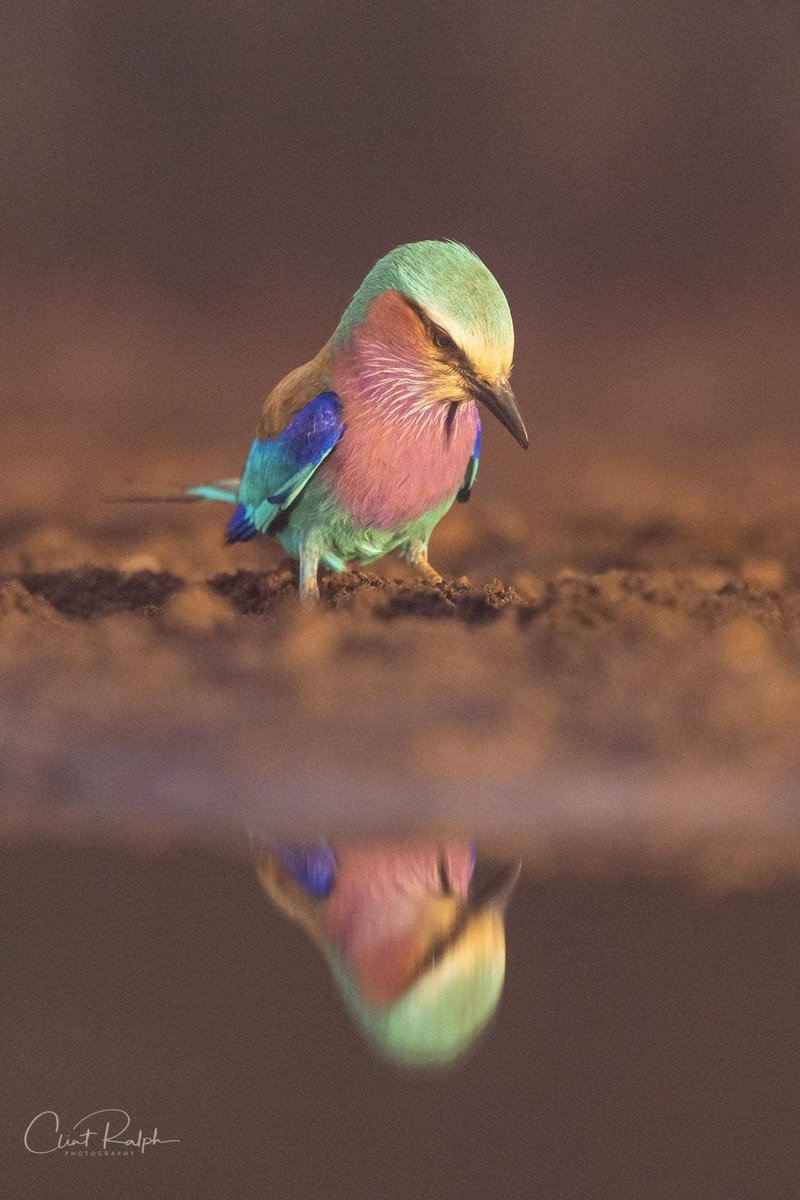 EndangeredMints's tweet photo. A Lilac-breasted roller ponders the meaning of life while staring at his reflection in the water... Or more likely he's just looking for an insect or small reptile to nab for an afternoon snack.🦟🐍
#NFTs #PhotographyNFT #CNFTs #Ethereum #Cardano #Conservation https://t.co/Sr5uwvBTO1