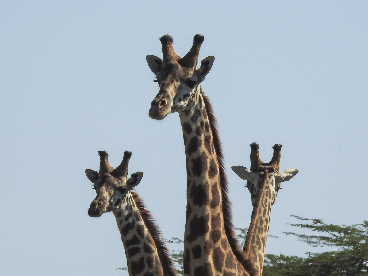 Save_Giraffe photo