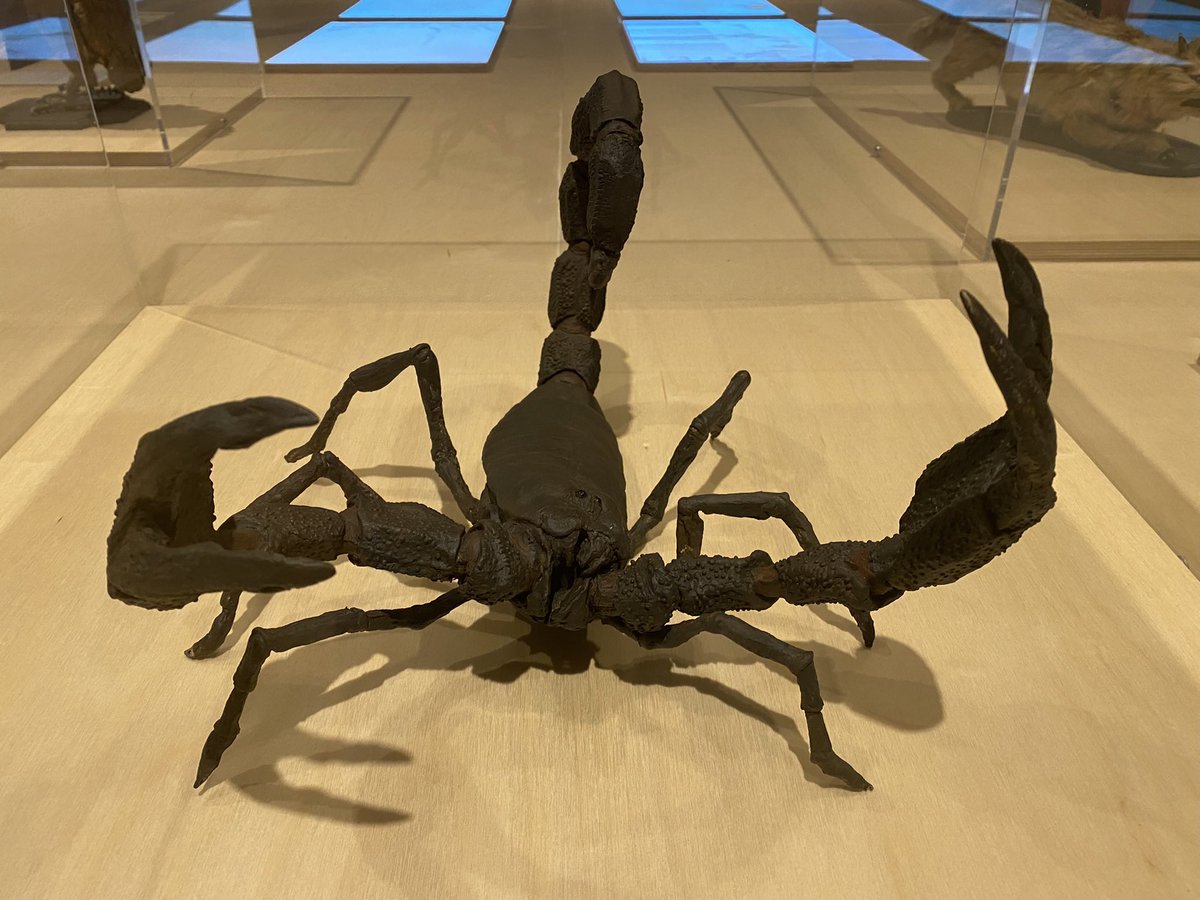glenboigmark's tweet photo. Fabulous movie - The Golden Voyage of Sinbad on @Film4 this afternoon! Great to see after visiting the #rayharryhausen exhibition at @NatGalleriesSco #modern2 https://t.co/bXxPWhZwN5
