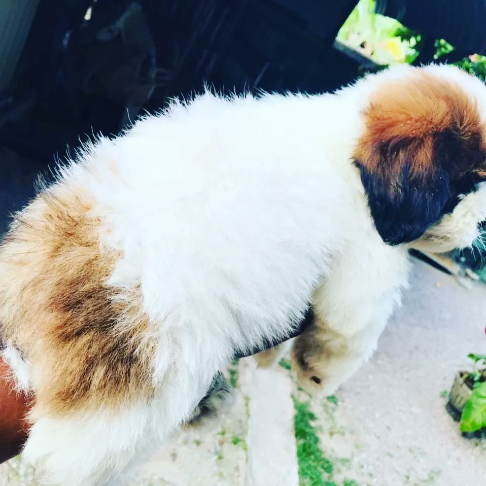 Thimuthu1's tweet photo. Adorable puppies looking for good potential owners 🐶

📌  Male &amp; Female puppies  ♂️♀️

Call us +94 77 222 9707 📲

#revonkennel  #qualitypuppies  #fordoglovers https://t.co/cRaEztZYTz