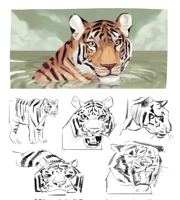 tiger practice for absolutely no reason 