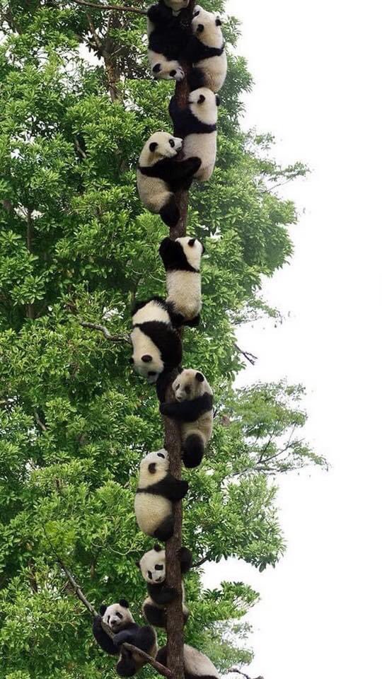 RijkenAstrid's tweet photo. Never knew they grow on a tree  @HP_Community @heatherpeace 
#pandatree https://t.co/FgXzvkCYht