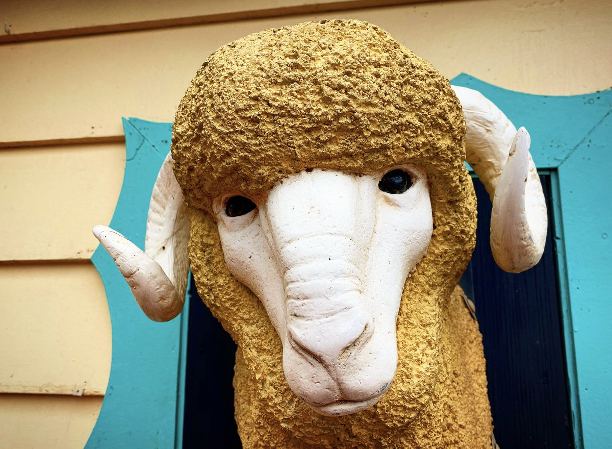 Kenny_Kangaroo's tweet photo. RT to help this sheep achieve his dreams and become famous #DreamsComeTrue https://t.co/cPrfqpxSIL