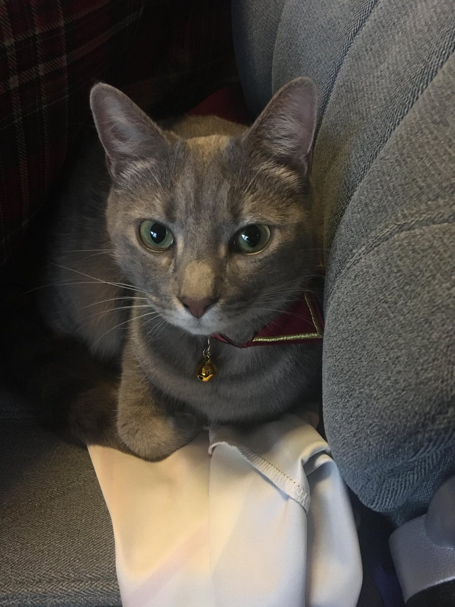 For the #BettyWhiteChallenge I donated to The Cat Corner, the rescue where I got my fur baby from.