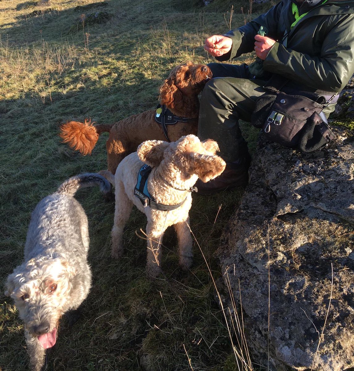 PeakWags&Woofs tweet media