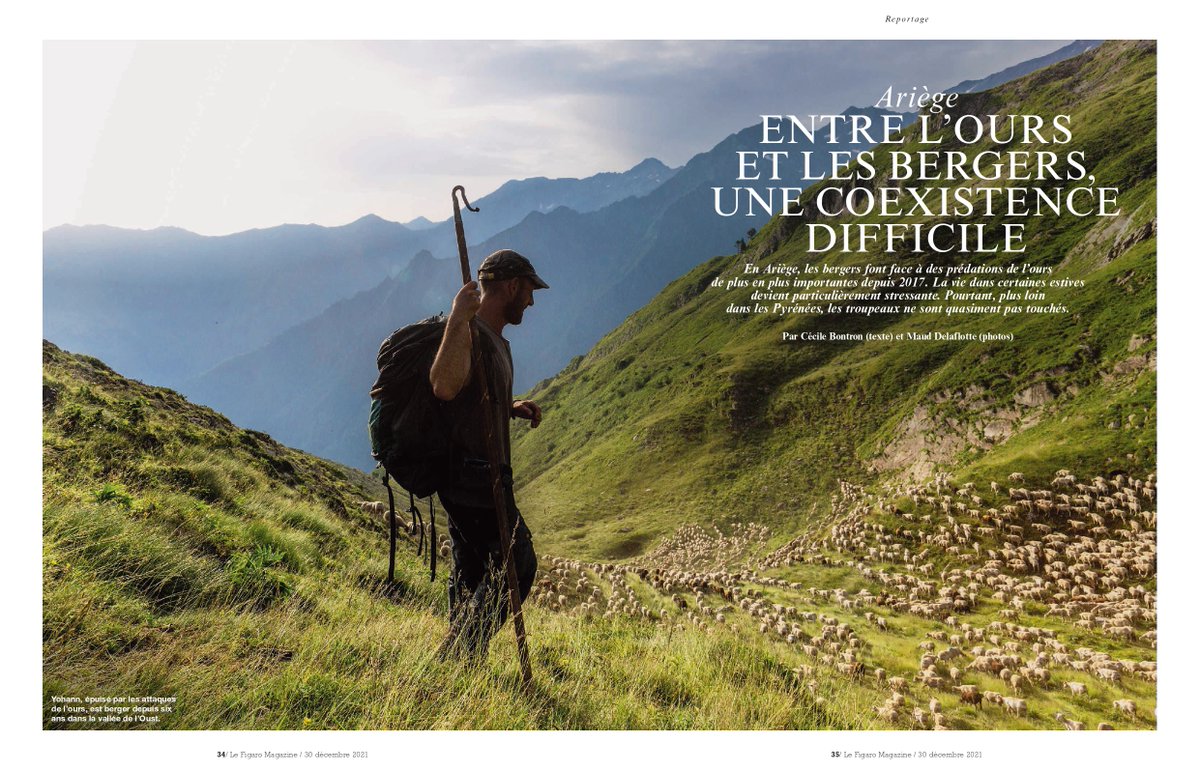 CollectifArgos's tweet photo. Dans le tout dernier @figaro magazine de l'année 2021 ouvrant sur 2022, @CecileArgos revient sur la situation compliquée en Ariège entre les éleveurs de brebis "à viande" et les ours.
#ArgosReportage https://t.co/ijEdsaOLUF